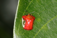 Charidotella rubicunda