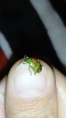 Diabrotica sexmaculata