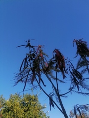 Leucaena esculenta