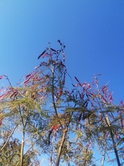 Leucaena esculenta