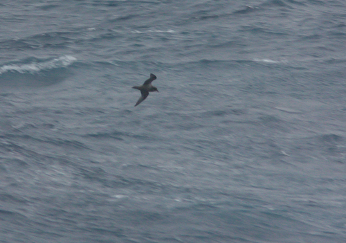 iNaturalist image