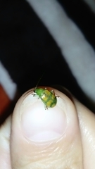 Diabrotica sexmaculata