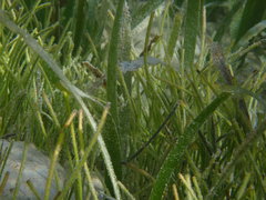 Syringodium filiforme