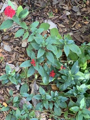 Pentas