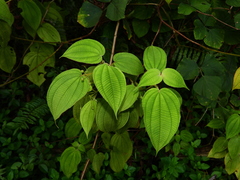 Miconia silvicola
