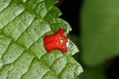 Charidotella rubicunda