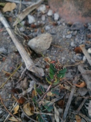 Euphorbia berteroana