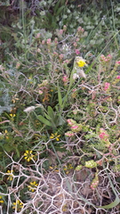 Catananche lutea