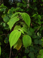 Miconia silvicola