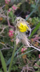 Catananche lutea