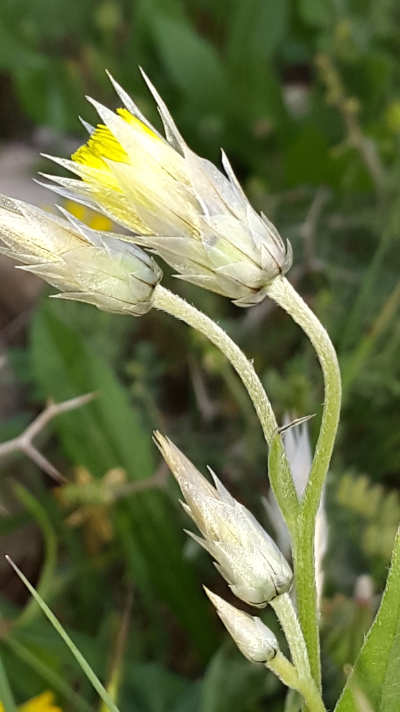 Yellow Succory