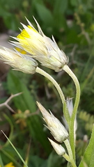 Catananche lutea