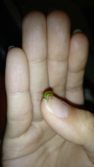 Diabrotica sexmaculata