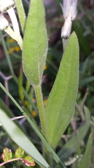 Catananche lutea