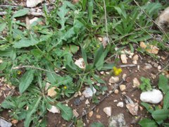 Catananche lutea