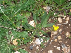 Catananche lutea