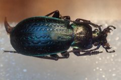 Carabus billbergi