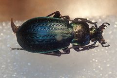 Carabus billbergi
