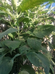 Buddleja sessiliflora