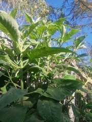 Buddleja sessiliflora