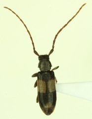 Dicentrus bluthneri