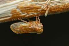 Melizoderes