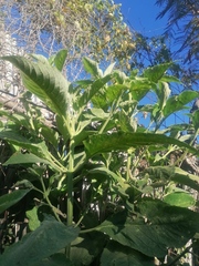 Buddleja sessiliflora
