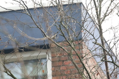 Curruca curruca blythi