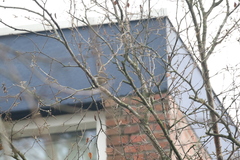 Curruca curruca blythi