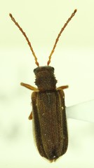 Syneta hamata