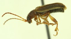 Syneta hamata