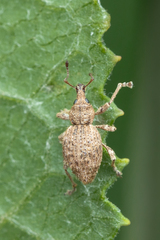 Dasydema hirtella