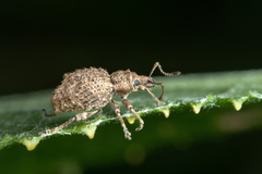 Dasydema hirtella