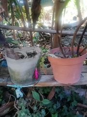 Schlumbergera buckleyi