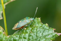 Ditomotarsus punctiventris