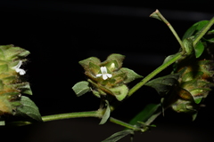 Phaulopsis dorsiflora