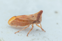 Melizoderes