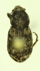 Dyslobus granicollis