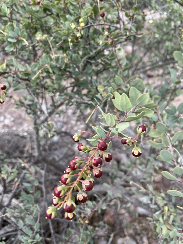 Baja California Stegnosperma