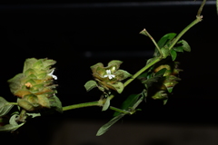 Phaulopsis dorsiflora