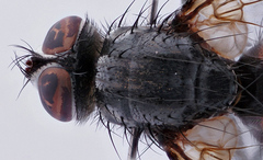Hyperaea sanguinea