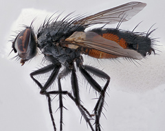 Hyperaea sanguinea