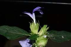 Barleria strigosa