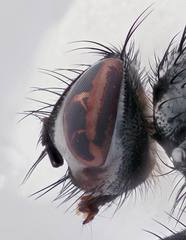 Hyperaea sanguinea