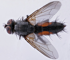 Hyperaea sanguinea