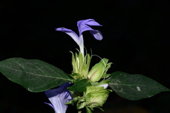 Barleria strigosa