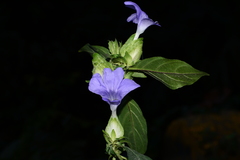 Barleria strigosa