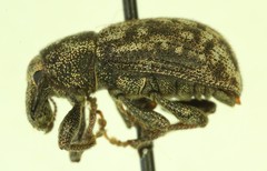 Dyslobus granicollis