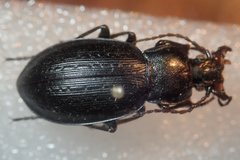 Carabus billbergi