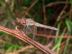 Trithemis arteriosa
